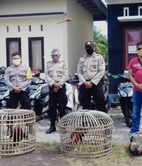 Kepolisian Sektor Surlaga Lombok Timur mengamnkan dua ekor ayam aduan dan sangkarnya, sementara puluhan pelaku judi sabung ayam kocar kacir saat mau disergap.