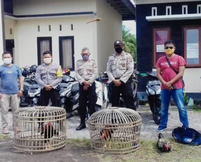 Kepolisian Sektor Surlaga Lombok Timur mengamnkan dua ekor ayam aduan dan sangkarnya, sementara puluhan pelaku judi sabung ayam kocar kacir saat mau disergap.