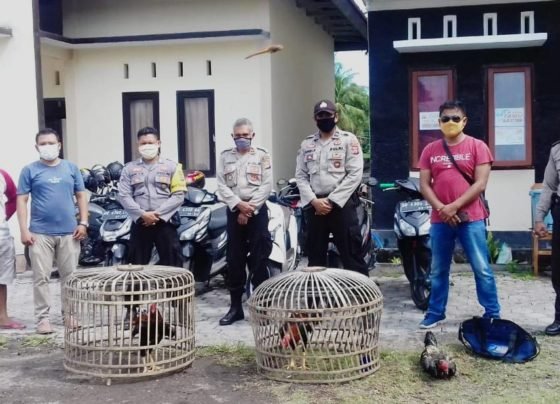 Kepolisian Sektor Surlaga Lombok Timur mengamnkan dua ekor ayam aduan dan sangkarnya, sementara puluhan pelaku judi sabung ayam kocar kacir saat mau disergap.