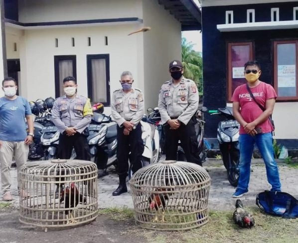 Kepolisian Sektor Surlaga Lombok Timur mengamnkan dua ekor ayam aduan dan sangkarnya, sementara puluhan pelaku judi sabung ayam kocar kacir saat mau disergap.