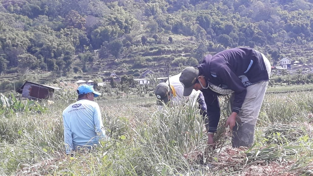 Harga Anjelok, Petani Bawang Putih Sembalun Menjerit dan Merugi