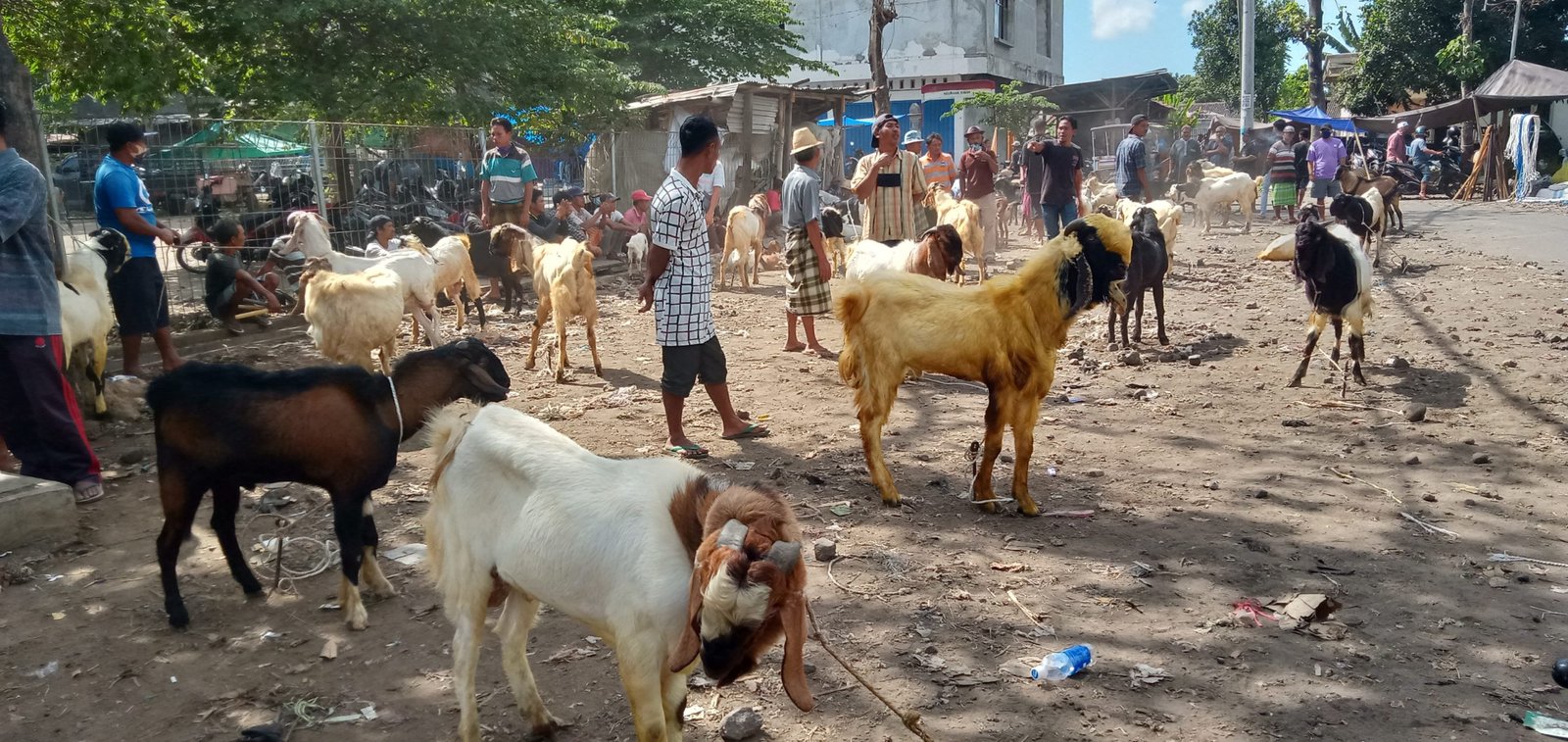 Zaman Pandemi Corona, Penjualan Hewan Kurban Menurun