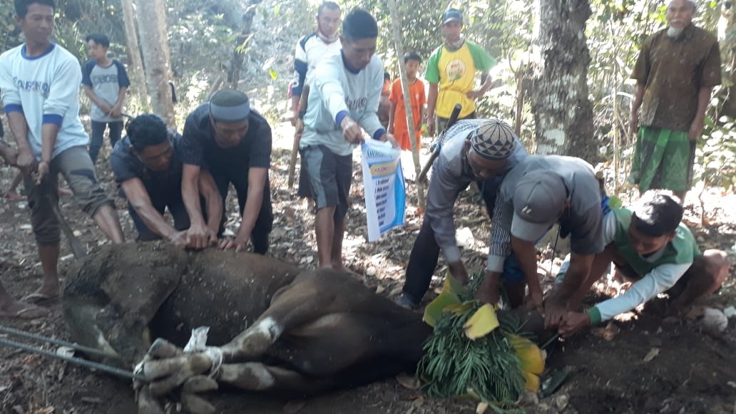 Warga Sembalun Lawang Kurban  Empat Ekor Sapi Bantuan Warga Malang Jatim