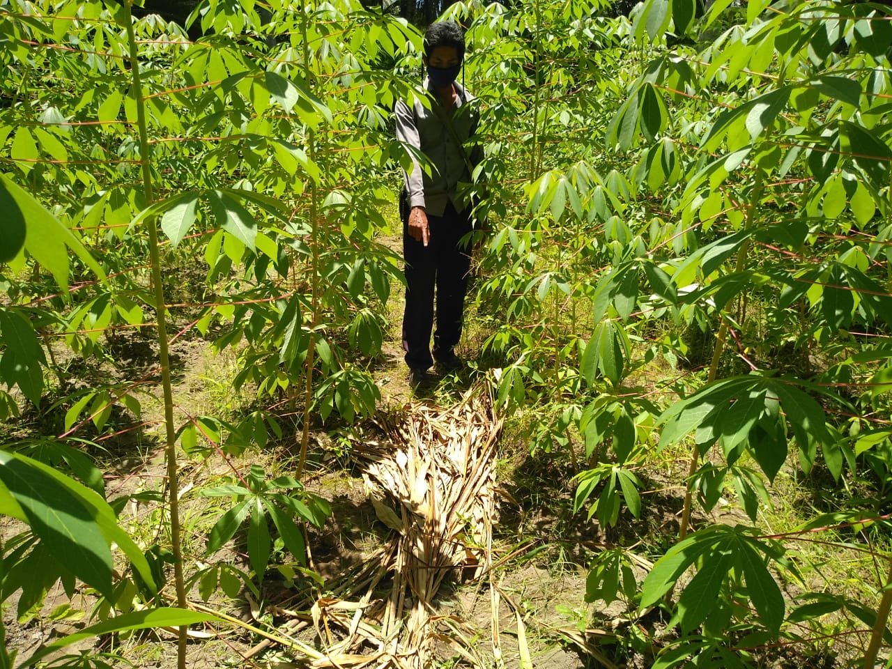 Warga Labuhan Haji Geger, Mayat Saheli Ditemukan Terbujur Kaku di Tengah Kebun