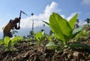 Petani Tembakau Jerowaru Pertanyakan Belum Cairnya Dana Pinjaman KUR