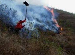 Akhirnya Kobaran Api yang Lumat Kawasan Bukit Anak Dara Sembalun Berhasil Dijinakkan