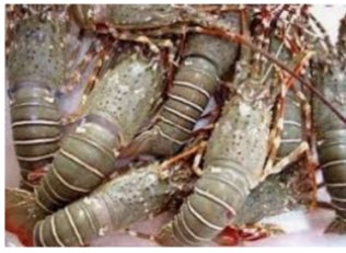 Budidaya Lobster Lotim Terancam, Kata Bupati Itu Sebagai Dilema