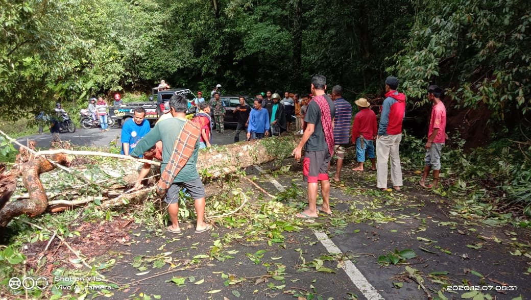 Angin Kencang Pohon Tumbang Sepanjang Jalan, Jalur Sembalun Cukup Rawan