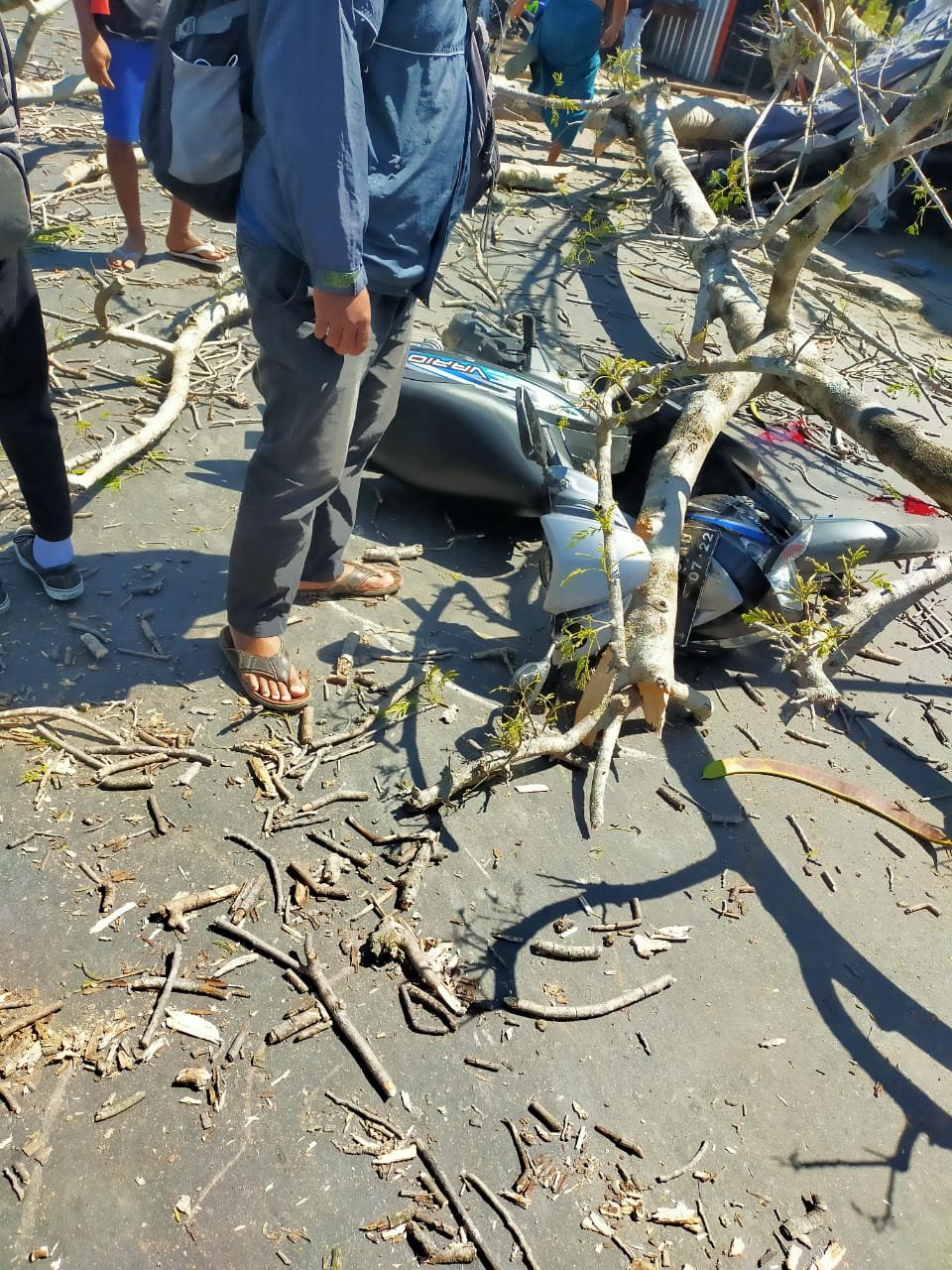 Tertimpa Pohon Tumbang Pengendara Motor Terlempar ke Aspal