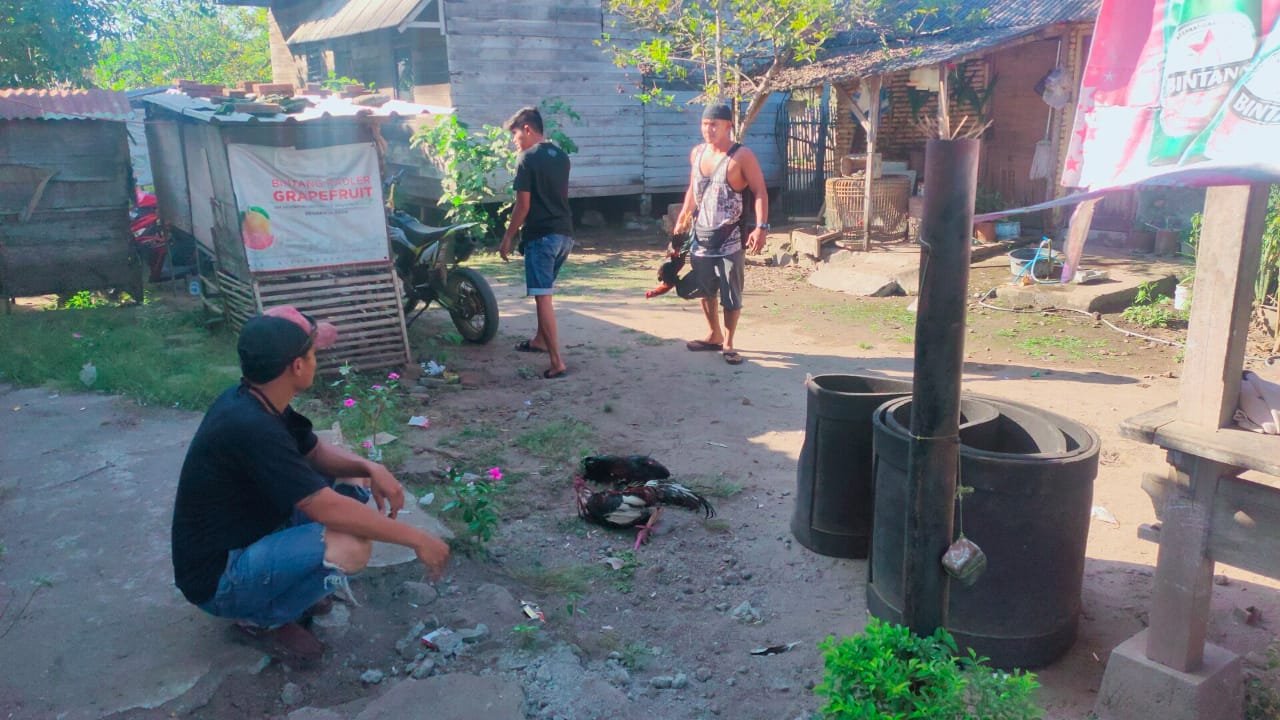 Pebotoh Judi Sabung Ayam Lari Kocar Kacir Saat Digerebek Aparat