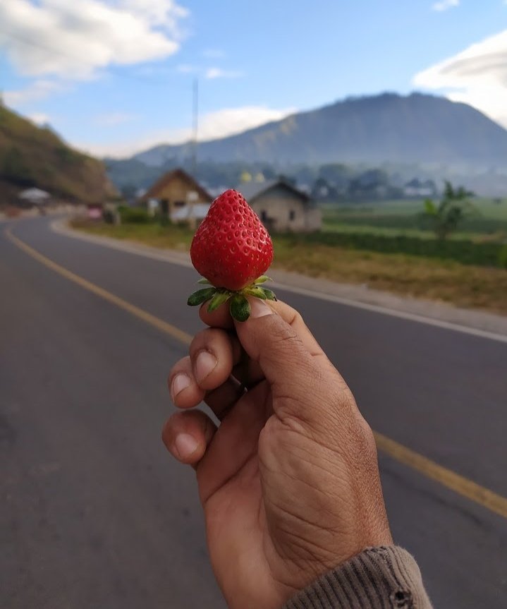 Petani Buah Stroberi Sembalun Lombok Timur  Menjerit, Destinasi Wisata Kaki Gunung Rinjani Ditutup Empat Hari