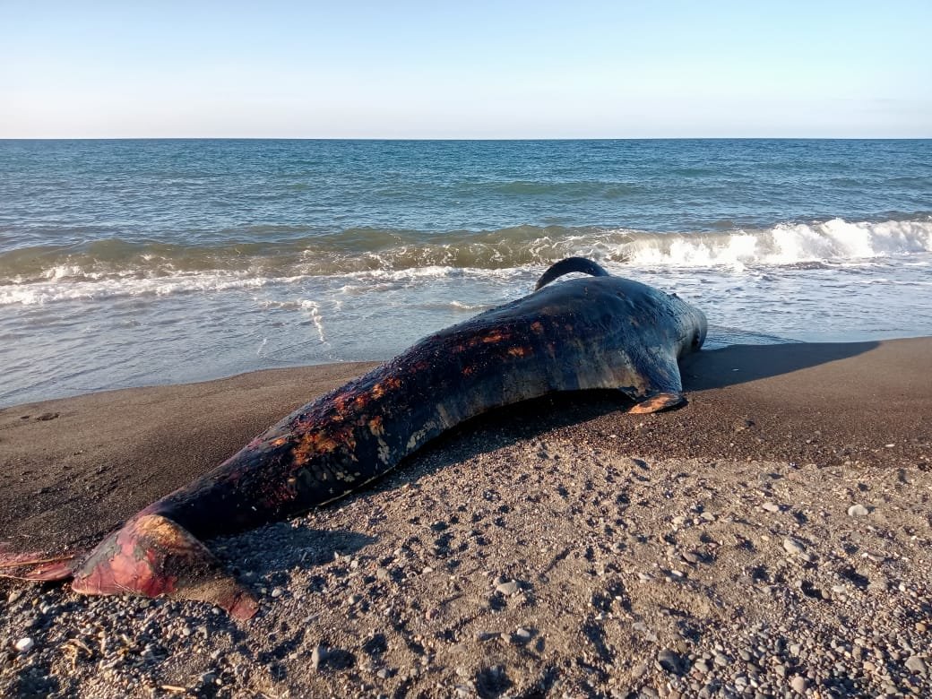 Bangkai Ikan Paus Terdampar Di Pantai Sukadana Lombok Utara