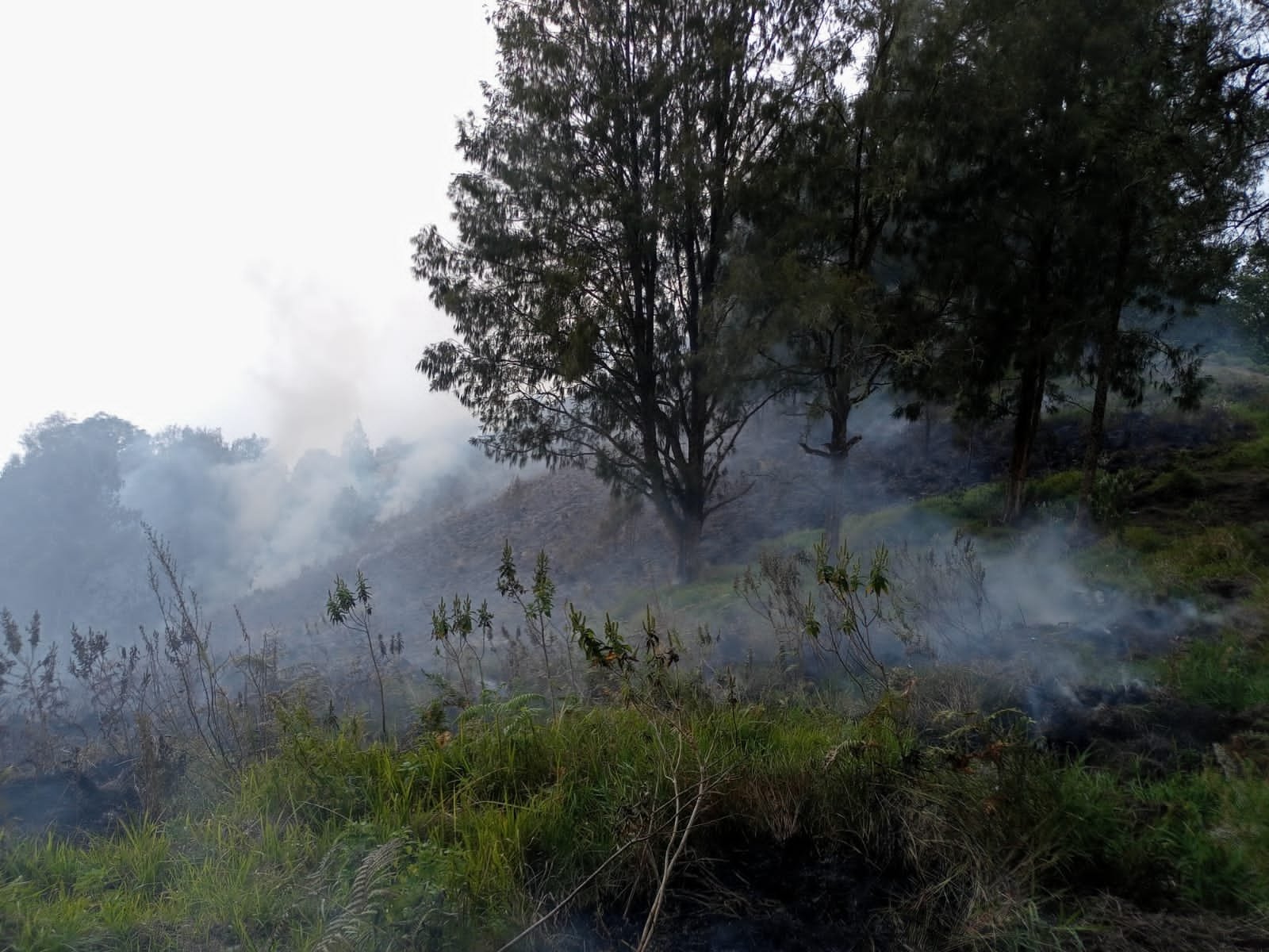 Kawasan Wisata Padang Sapana yang Berada Di Lereng Gunung Rinjani Terbakar