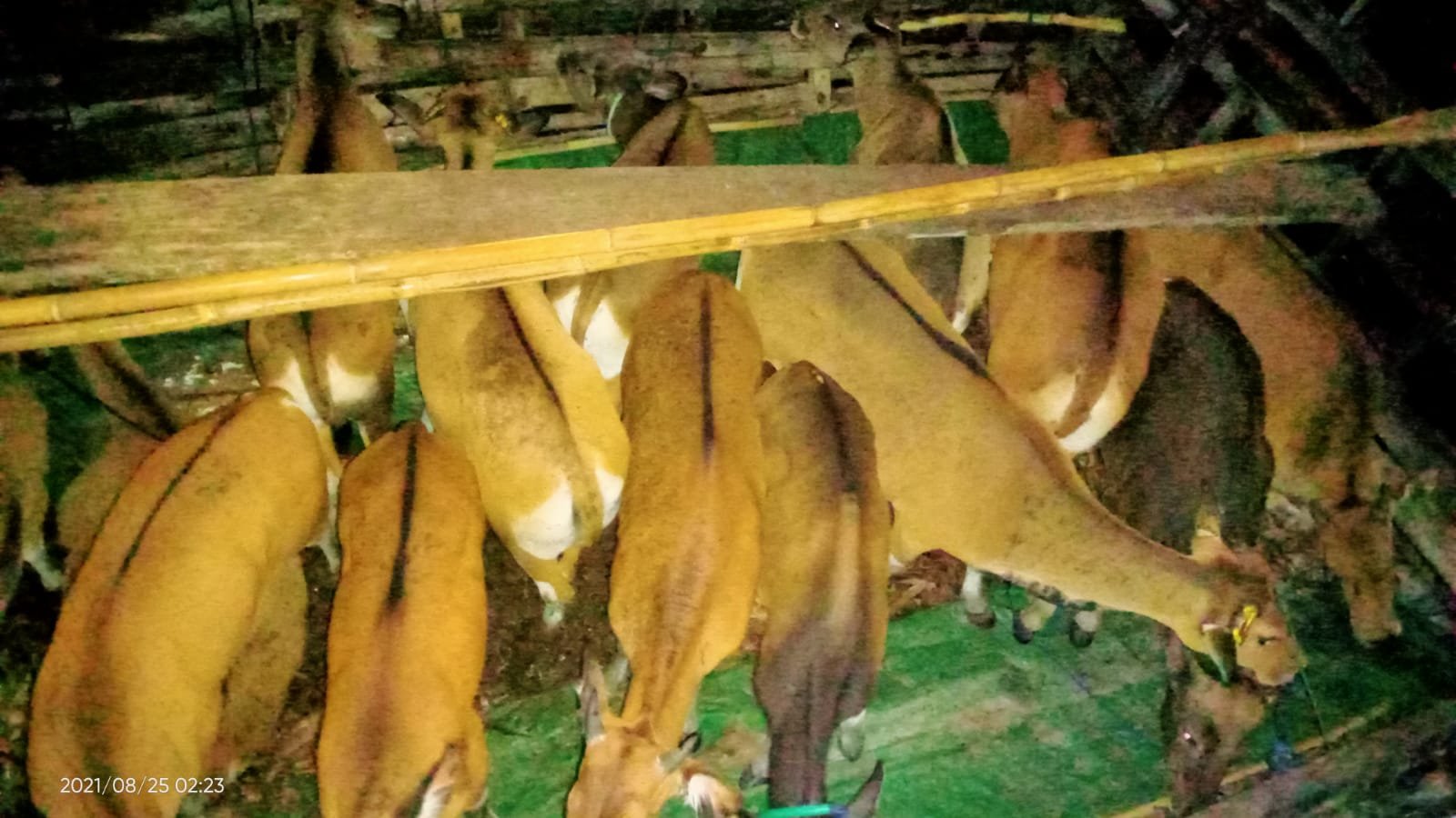 Angkut Puluhan Ekor Sapi Selundupan, ABk Kapal Motor Lewamori Indah Diamankan Ke Polresta Bima