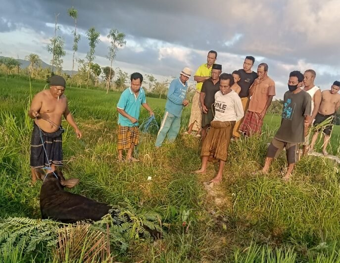 Seekor Sapi Curian Ditemukan Warga Ditengah Parit