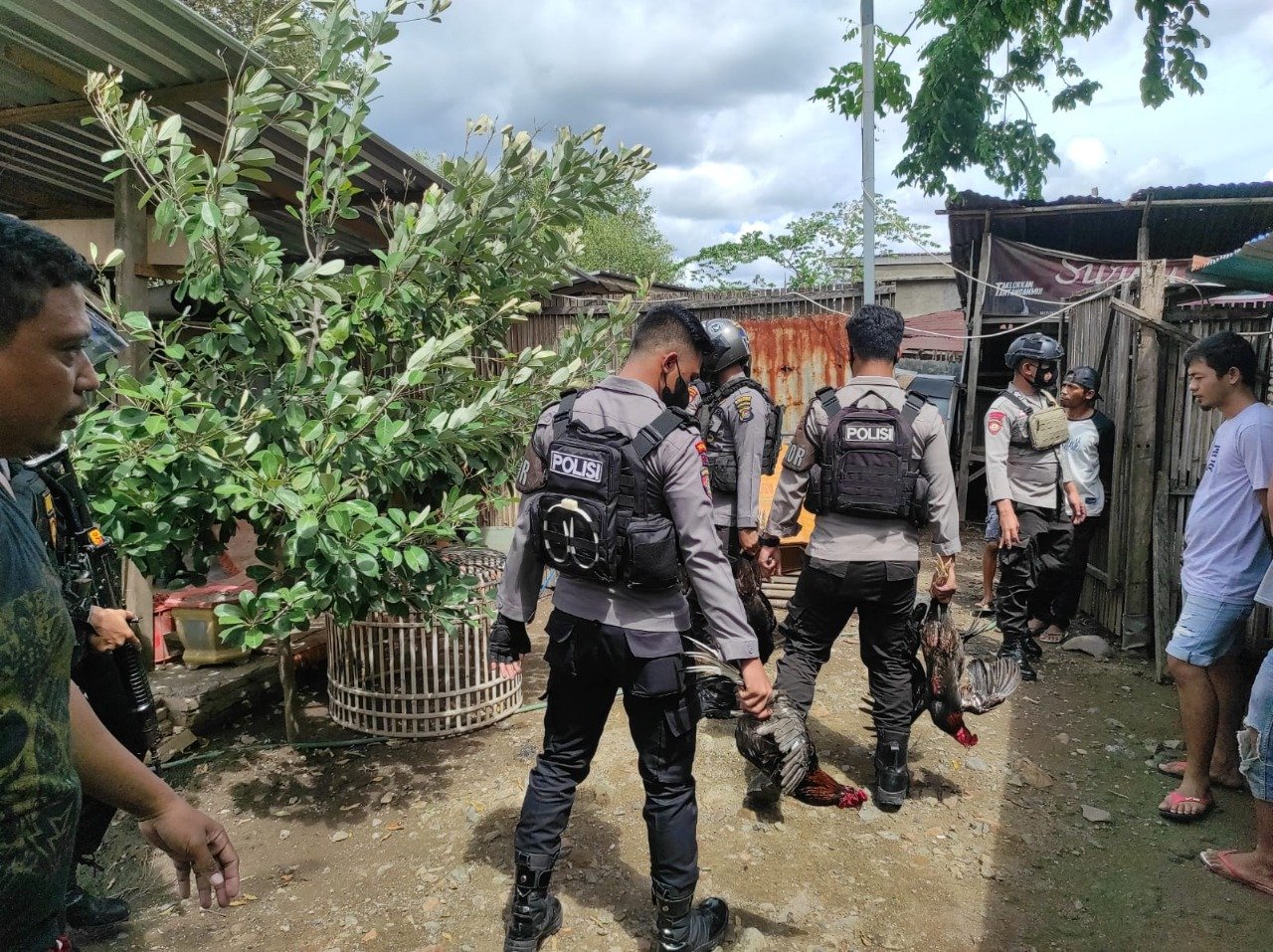 Judi Sabung Ayam Marak, Tiga Kelurahan di Bima Kota di Operasi Aparat Kepolisian