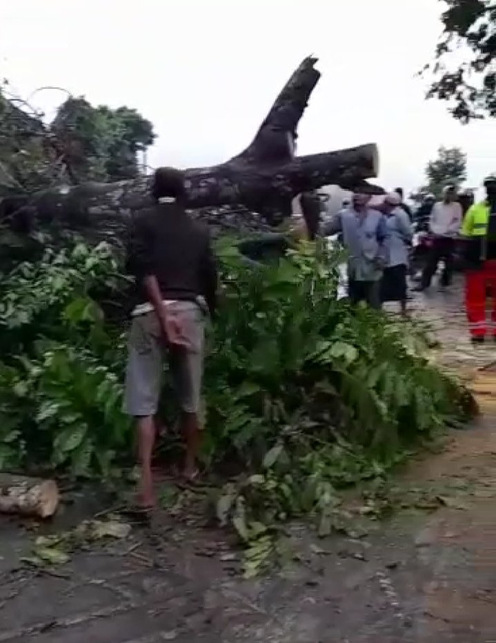 Longsor dan Pohon Tumbang di Pusuk Lombok Utara Bahayakan Kendaraan yang Melintas