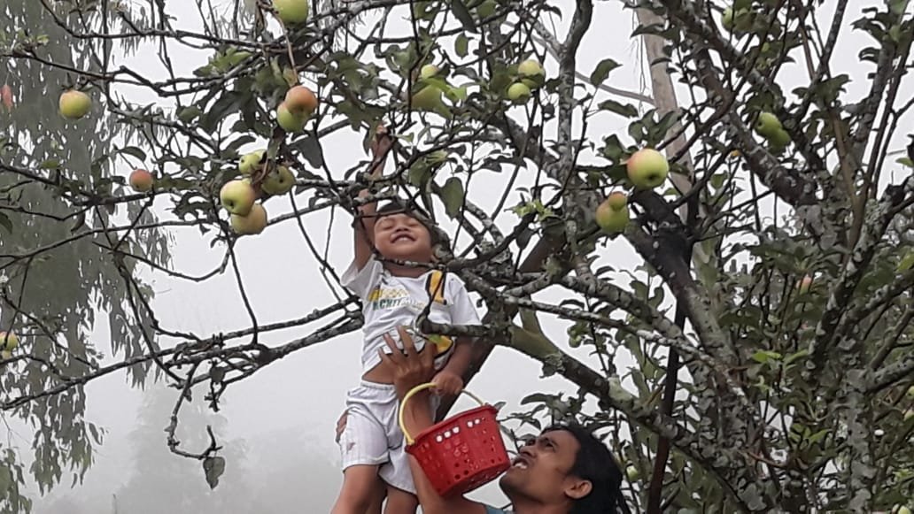 Agro Wisata Kebun Apel  Sembalun Mulai Ramai Dikunjungi Masyarakat