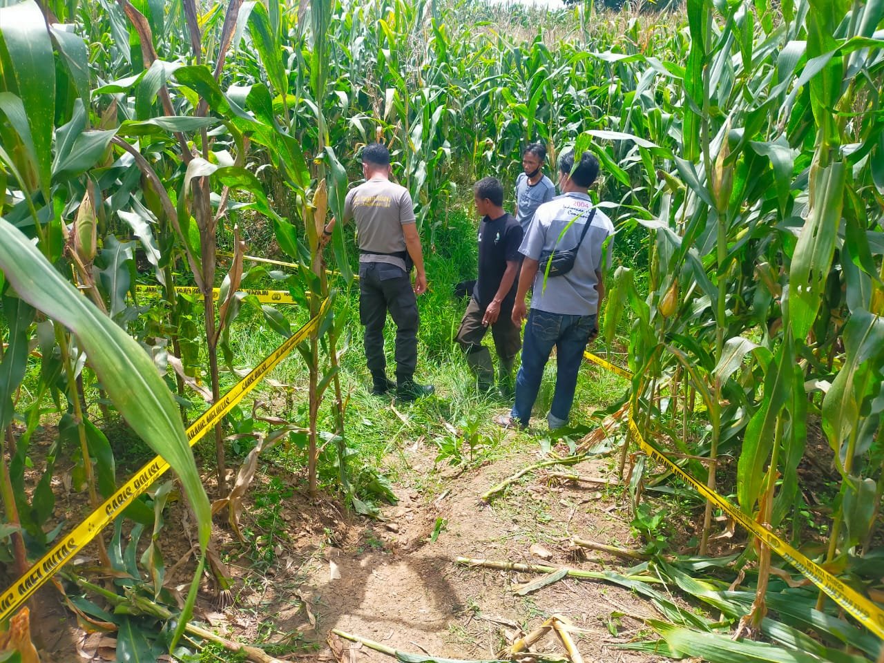 Pria 42 Tahun Di Dompu Ditemukan Tewas Oleh Anaknya di Kebun Jagung