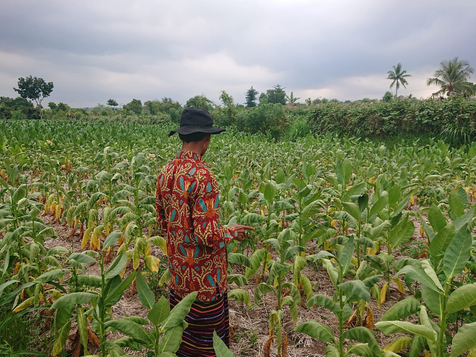 Para Penikmat Tembakau Senang Khawatir, Tahun Ini Tidak Menikmati Tembakau Khas Lombok Akibat Terancam Gagal Panen