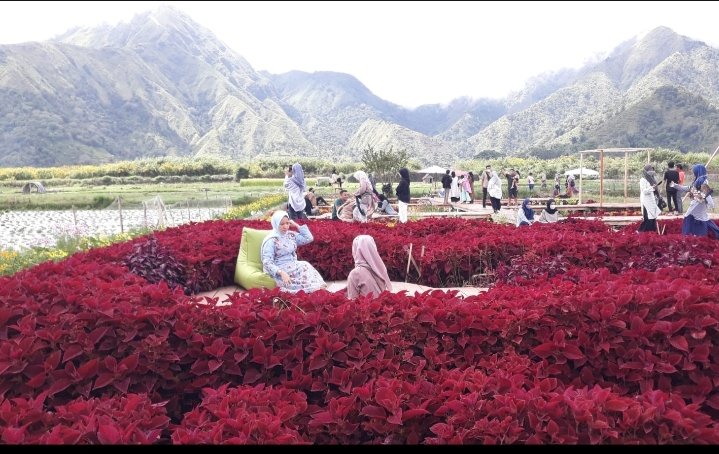 Pesona Wisata Sembalun Makin Cantik, Liburan Lebaran Taman Bunga Merah Diserbu Pengunjung