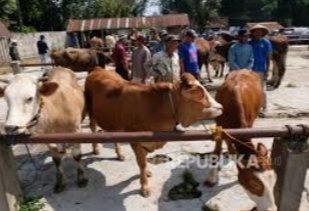 Antisipasi Penolakan Peternak, Pihak Kepolisian  Tutup Pasar Hewan Selagalas Mataram