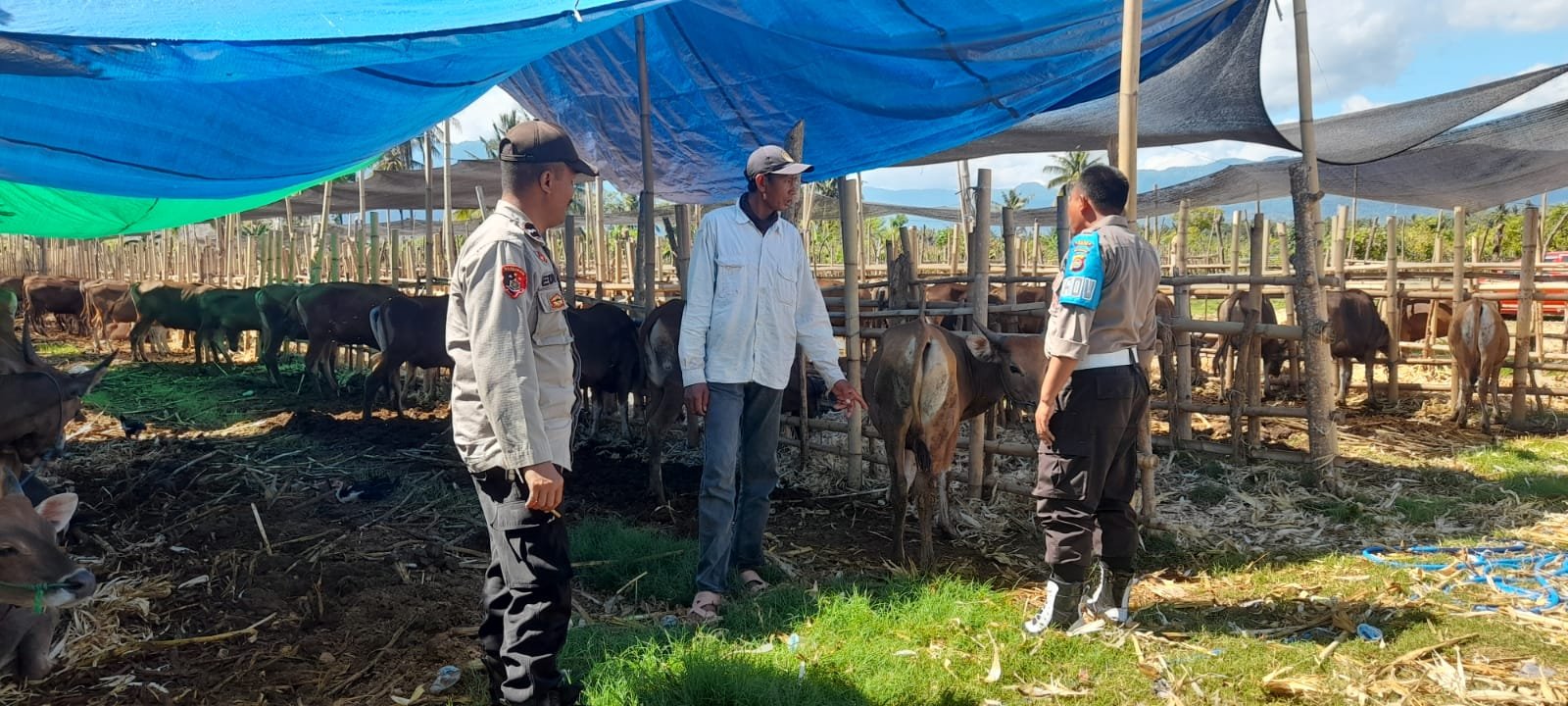 Cegah PMK, Polda NTB Maksimalkan Peran Babinkamtibmas dan Babinsa