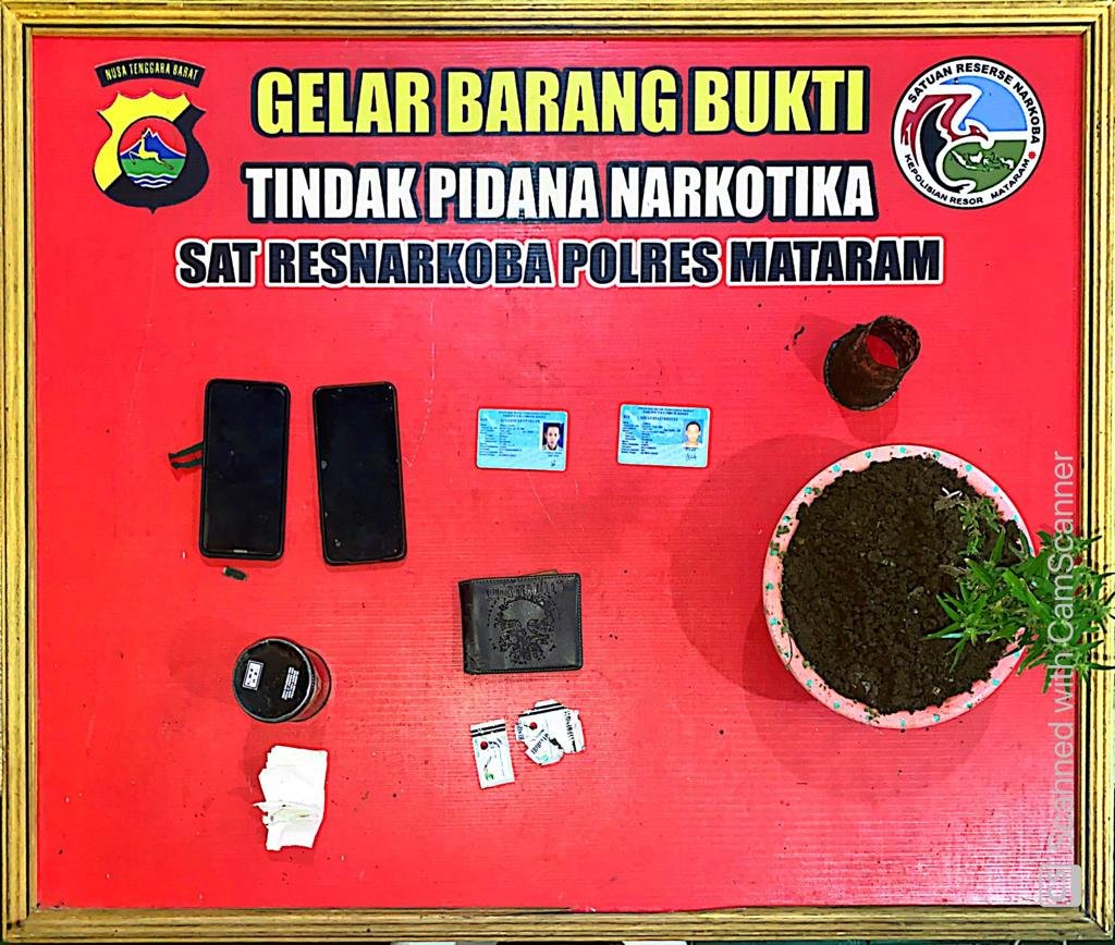 Tanam Ganja di Pekarangan Rumah, Tiga Warga Kecamatan Narmada Diciduk Aparat