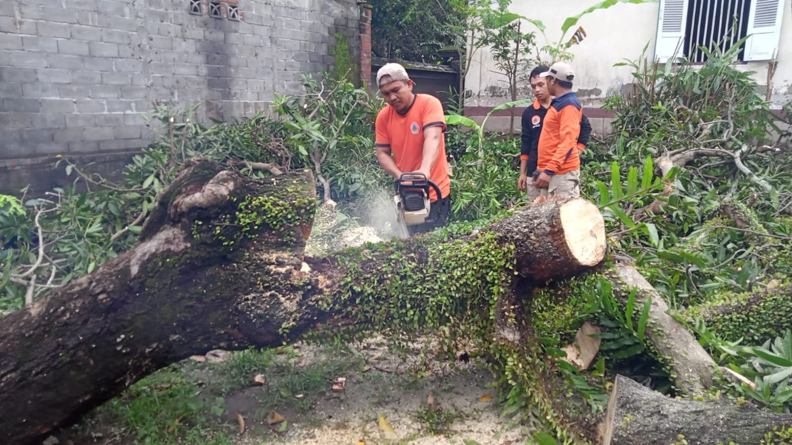 Pohon Tumbang Porak Porandakan Rumah Warga, Anggota Polsek Pagutan Turun Tangan