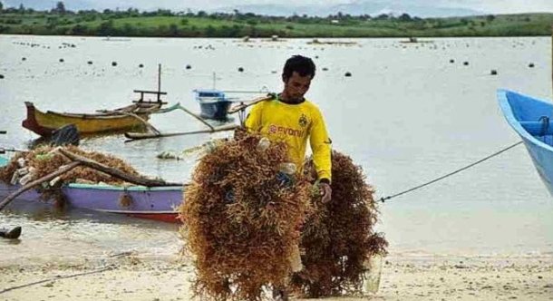 BRIN Siap Kembangkan Potensi Rumput Laut Lombok Timur